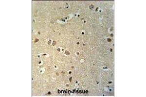 KCTD21 Antibody (C-term) (ABIN651600 and ABIN2840317) immunohistochemistry analysis in formalin fixed and paraffin embedded human brain tissue followed by peroxidase conjugation of the secondary antibody and DAB staining. (KCTD21 anticorps  (C-Term))