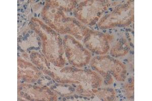Used in DAB staining on fromalin fixed paraffin- embedded Kidney tissue (GFRA2 anticorps  (AA 117-314))