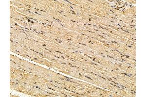 ABIN7096163 and ABIN7100225 at 1/100 staining rat muscle tissue by IHC-P. (AIDA anticorps)