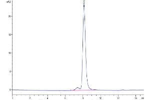 The purity of Mouse ITGAV&ITGB8 is greater than 95 % as determined by SEC-HPLC.