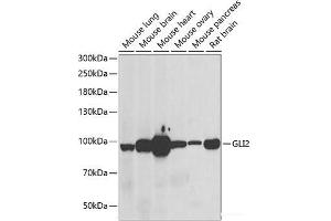 Western blot analysis of extracts of various cell lines using GLI2 Polyclonal Antibody at dilution of 1:1000. (GLI2 anticorps)