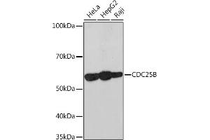 Western blot analysis of extracts of various cell lines, using CDC25B Rabbit mAb (ABIN7266250) at 1:1000 dilution. (CDC25B anticorps)