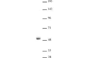 LXR-a antibody (pAb) tested by Western blot. (LXR-alpha (N-Term) anticorps)