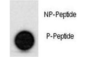 Dot blot analysis of phospho-p53 antibody.