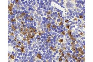 Immunohistochemistry analysis of paraffin-embedded mouse spleen using CD177 Polyclonal Antibody at dilution of 1:300. (CD177 anticorps)