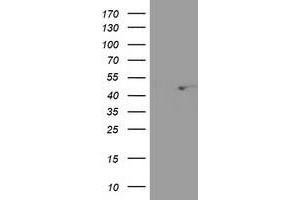 Western Blotting (WB) image for anti-SEC14-Like 2 (SEC14L2) antibody (ABIN1500854) (SEC14L2 anticorps)