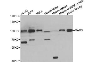 Western blot analysis of extracts of various cell lines, using QARS antibody (ABIN5974184) at 1/1000 dilution. (QARS anticorps)