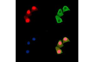 ABIN7095507 and ABIN7099564 staining Hela cells by IF/ICC.