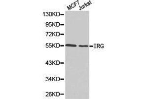 Western Blotting (WB) image for anti-ERG, ETS transcription factor (ERG) antibody (ABIN1872583) (ERG anticorps)