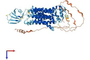 AlphaFold protein structure predicition of Mouse Recombinant Slc22a16 Protein, UniprotID Q497L8