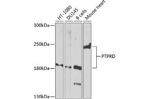 Western blot analysis of extracts of various cell lines, using PTPRD Antibody (ABIN6132964, ABIN6146458, ABIN6146459 and ABIN6224656) at 1:1000 dilution.