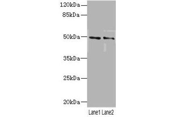 Serotonin Receptor 3B anticorps  (AA 22-238)