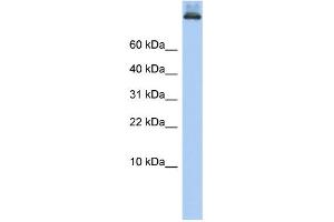 WB Suggested Anti-COPA Antibody Titration: 0. (COPA anticorps  (Middle Region))