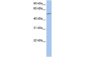 Western Blotting (WB) image for anti-UDP Glucuronosyltransferase 2 Family, Polypeptide A3 (UGT2A3) antibody (ABIN2459340) (UGT2A3 anticorps)