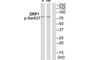 Western Blotting (WB) image for anti-Dynamin 1-Like (DNM1L) (pSer637) antibody (ABIN1847883) (Dynamin 1-Like anticorps  (pSer637))