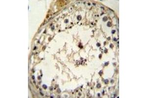 Immunohistochemistry analysis in formalin fixed and paraffin embedded human testis tissue reacted with BMP13 / GDF6 Antibody (N-term) followed by peroxidase conjugation of the secondary antibody and DAB staining.