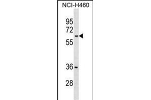 MDH1B Antibody (Center) (ABIN1538277 and ABIN2849269) western blot analysis in NCI- cell line lysates (35 μg/lane). (MDH1B anticorps  (AA 304-332))