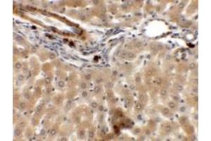 Immunohistochemistry of ARHGAP39 in rat liver tissue with ARHGAP39 antibody at 5 ug/mL. (PAS1C1 anticorps  (Middle Region))