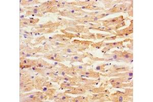 Immunohistochemistry of paraffin-embedded human heart tissue using ABIN7169437 at dilution of 1:100