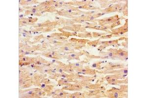 Immunohistochemistry of paraffin-embedded human heart tissue using ABIN7169437 at dilution of 1:100 (SHD anticorps  (AA 1-300))