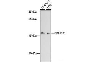 Western blot analysis of extracts of various cell lines using GPIHBP1 Polyclonal Antibody at dilution of 1:3000. (GPIHBP1 anticorps)