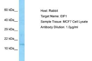 Host: RabbitTarget Name: EIF1Antibody Dilution: 1. (EIF1 anticorps  (Middle Region))