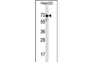 ZP1 Antibody (C-term) (ABIN657123 and ABIN2837898) western blot analysis in HepG2 cell line lysates (35 μg/lane). (ZP1 anticorps  (C-Term))