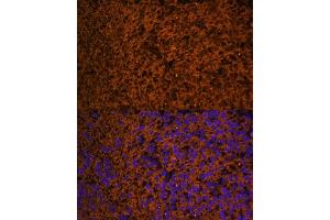 Immunofluorescence analysis of mouse embryos cells using PTCH1 antibody (ABIN7269184) at dilution of 1:100.