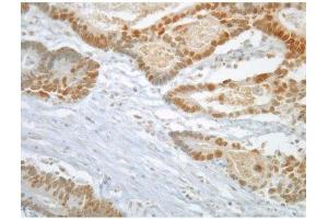 Image no. 2 for anti-MAD2 Mitotic Arrest Deficient-Like 1 (Yeast) (MAD2L1) antibody (ABIN108556) (MAD2L1 anticorps)