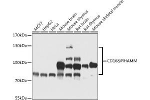 Western blot analysis of extracts of various cell lines, using CD168/RHAMM antibody (ABIN6131277, ABIN6138122, ABIN6138123 and ABIN6217264) at 1:1000 dilution.