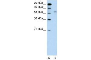 WB Suggested Anti-WWP2  Antibody Titration: 0. (WWP2 anticorps  (Middle Region))