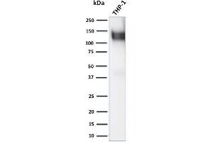 Western Blot Analysis of human THP-1 cell lysate using CD31 Rabbit Polyclonal Antibody (CD31 anticorps)