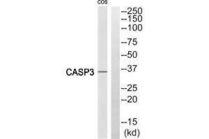 Western blot analysis of extracts from COS 7 cells, using Caspase 3 (Cleaved-Ser29) antibody. (Caspase 3 anticorps  (Cleaved-Ser29, N-Term))