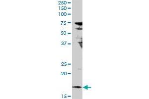 IL17F MaxPab rabbit polyclonal antibody. (IL17F anticorps  (AA 1-163))