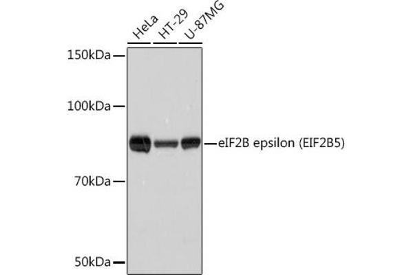 EIF2B5 anticorps