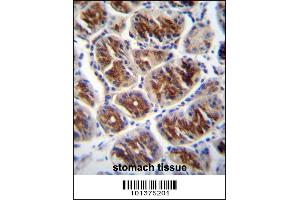 Connexin 37 Antibody (GJA4) immunohistochemistry analysis in formalin fixed and paraffin embedded human stomach tissue followed by peroxidase conjugation of the secondary antibody and DAB staining.