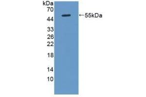 Detection of Recombinant KLK8, Rat using Polyclonal Antibody to Kallikrein 8 (KLK8) (Kallikrein 8 anticorps  (AA 34-260))