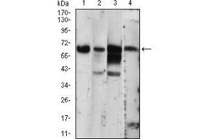 Western blot analysis using EIF2AK2 mouse mAb against A431 (1), THP-1 (2), MCF-7 (3), PC-12 (4) cell lysate. (EIF2AK2 anticorps  (AA 329-551))