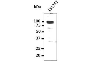 Western Blotting (WB) image for anti-Sodium Potassium ATPase, alpha1 (ATP1A1) (N-Term) antibody (ABIN7272975) (ATP1A1 anticorps  (N-Term))