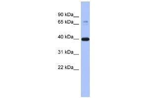 WB Suggested Anti-MAPK3 Antibody Titration: 0. (ERK1 anticorps  (Middle Region))