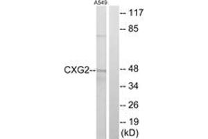 Western blot analysis of extracts from A549 cells, using CXG2 Antibody. (GJC2 anticorps  (AA 21-70))