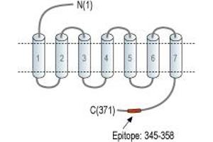 Representative domain view of the target of ABIN7884776.