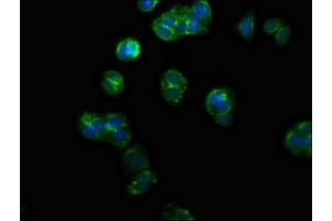Immunofluorescence staining of HepG2 cells with ABIN7165944 at 1:100, counter-stained with DAPI. (PPM1F anticorps  (AA 1-76))