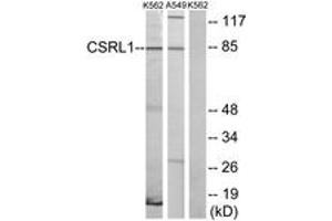 Western blot analysis of extracts from K562 cells/A549 cells, using CSRL1 Antibody. (CSRL1 (AA 400-449) anticorps)