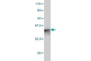 Western Blot detection against Immunogen (36.