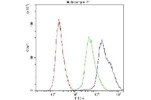 Flow Cytometry analysis of U251 cells using anti-PPID antibody (ABIN5693052). (PPID anticorps  (AA 306-370))