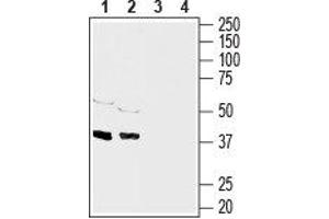 Western blot analysis of rat brain (lanes 1 and 3), (1:1000) and mouse brain (lanes 2 and 4), (1:200) membranes: - 1,2. (Connexin 43/GJA1 anticorps  (C-Term, Intracellular))
