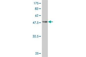 Western Blot detection against Immunogen (49.