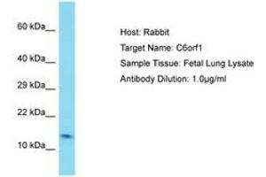 Image no. 1 for anti-Chromosome 6 Open Reading Frame 1 (C6ORF1) (AA 33-82) antibody (ABIN6750775)