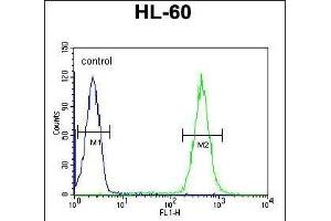 OBEC2 Antibody (N-term) 5701a flow cytometric analysis of HL-60 cells (right histogram) compared to a negative control cell (left histogram). (APOBEC2 anticorps  (N-Term))